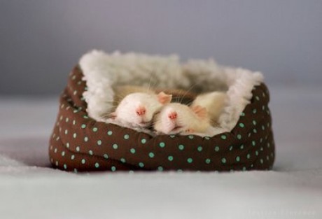 cute-rats